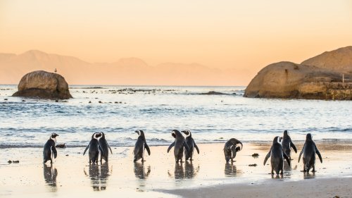 tours by locals cape town